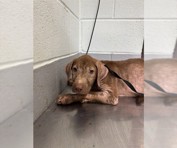 Medium Photo #1 Labrador Retriever-Unknown Mix Puppy For Sale in Corpus Christi, TX, USA