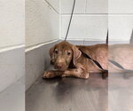 Small Labrador Retriever Mix