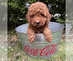 Small #3 Goldendoodle (Miniature)