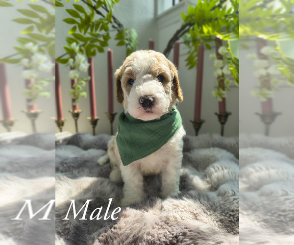 Medium Photo #1 Goldendoodle Puppy For Sale in CONROE, TX, USA