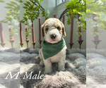 Small Goldendoodle