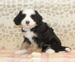 Image preview for Ad Listing. Nickname: Jade