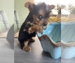 Small #3 Yorkshire Terrier