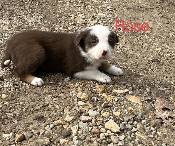Medium Photo #1 Border Collie Puppy For Sale in SEYMOUR, MO, USA