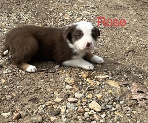 Border Collie Puppy for sale in SEYMOUR, MO, USA