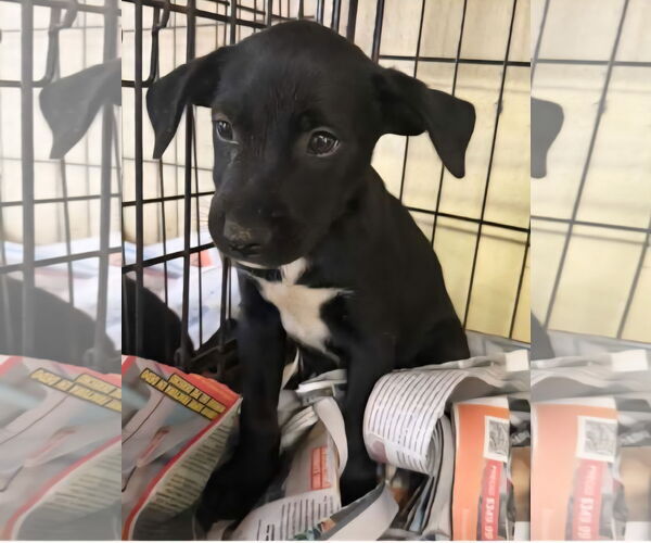Medium Photo #4 Chihuahua-Unknown Mix Puppy For Sale in Virginia Beach, VA, USA