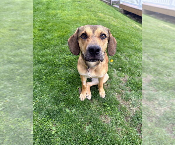 Medium Photo #1 Mutt Puppy For Sale in Springdale, PA, USA