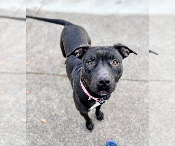 Medium Photo #14 American Pit Bull Terrier-Unknown Mix Puppy For Sale in Rockaway, NJ, USA