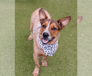 Mutt Dogs for adoption in Rockaway, NJ, USA