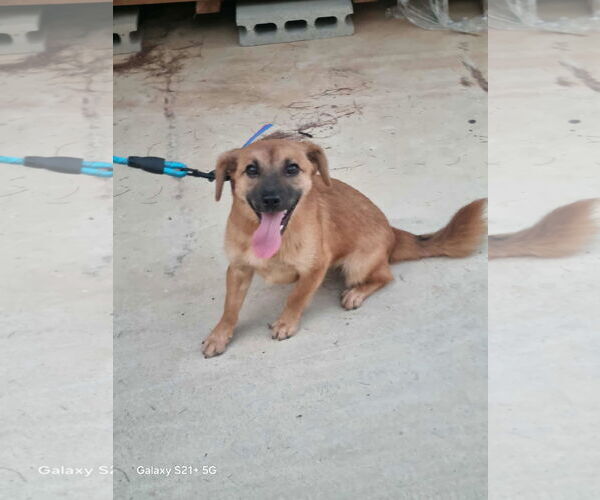 Medium Photo #2 Beagle-Unknown Mix Puppy For Sale in Agoura Hills, CA, USA
