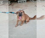 Small #1 Beagle Mix