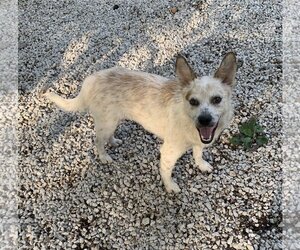 Red Heeler-Unknown Mix Dogs for adoption in Harrison, AR, USA