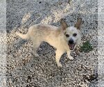 Small Photo #1 Red Heeler-Unknown Mix Puppy For Sale in Harrison, AR, USA
