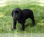 Small Photo #49 Cane Corso Puppy For Sale in WAKARUSA, IN, USA