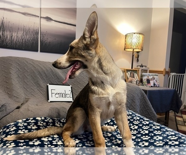 Medium Photo #3 German Shepherd Dog Puppy For Sale in LOGAN, OH, USA