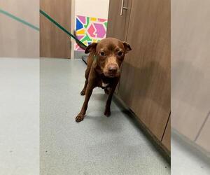 Chihuahua-Unknown Mix Dogs for adoption in Baytown, TX, USA