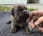 Puppy Bluey Cane Corso