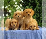 Small #1 Cavapoo