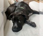 Small Photo #8 Collie-Labrador Retriever Mix Puppy For Sale in Washington, DC, USA