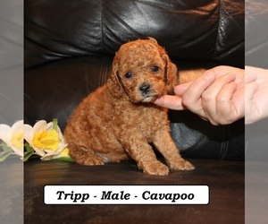 Cavapoo (Miniature) Puppy for sale in CLARKRANGE, TN, USA