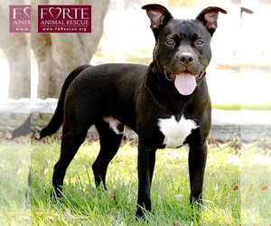 Milo - Male American Staffordshire Terrier-Unknown Mix Dog for Adoption - Photo #4