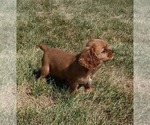 Small #2 Cavalier King Charles Spaniel