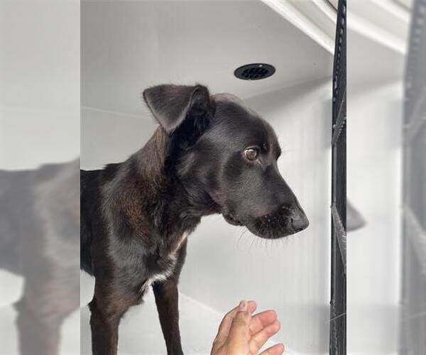 Medium Photo #1 Labrador Retriever Puppy For Sale in Houston, TX, USA