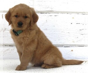 Golden Retriever Puppy for sale in FREDERICKSBURG, OH, USA