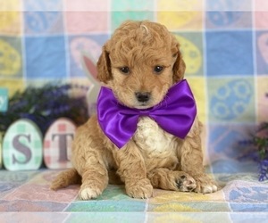 Goldendoodle Puppy for sale in LANCASTER, PA, USA