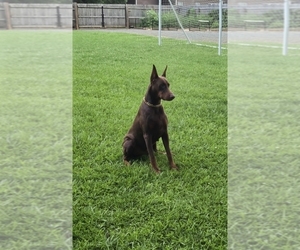 Father of the Doberman Pinscher puppies born on 07/26/2026