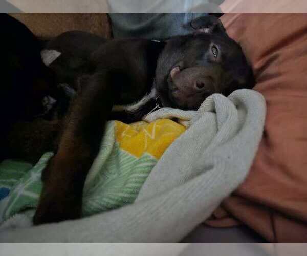 Medium Photo #6 Mutt Puppy For Sale in Candler, NC, USA