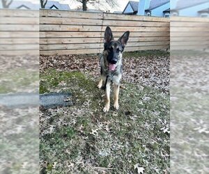 German Shepherd Dog Dogs for adoption in Center Township, PA, USA