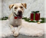 Small Photo #11 Labrador Retriever-Unknown Mix Puppy For Sale in Princeton, MN, USA
