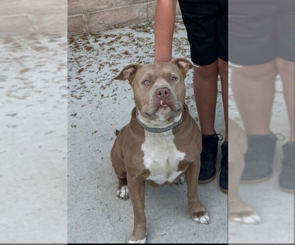 Medium Photo #2 American Staffordshire Terrier-Unknown Mix Puppy For Sale in Lake Forest, CA, USA
