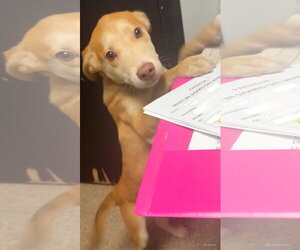 Mutt Dogs for adoption in Sanford, FL, USA