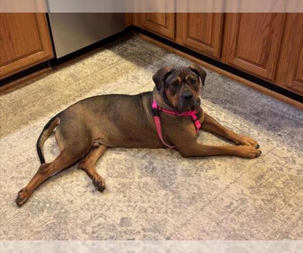 Medium Photo #2 Mastiff Puppy For Sale in Derwood, MD, USA