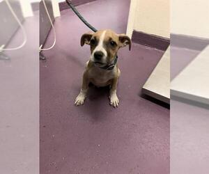 Mutt Dogs for adoption in Long Beach, CA, USA