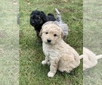 Small Photo #21 Aussiedoodle Miniature  Puppy For Sale in COMMERCE, MI, USA
