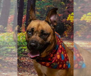 German Shepherd Dog-Unknown Mix Dogs for adoption in Sanford, FL, USA