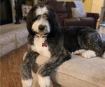 Small Photo #1 Bernedoodle Puppy For Sale in LIVINGSTON, TX, USA