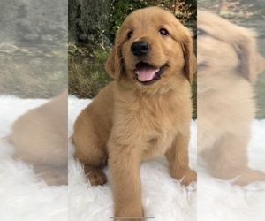 Golden Retriever Puppy for Sale in CRANSTON, Rhode Island USA