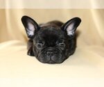 Small Photo #3 French Bulldog Puppy For Sale in SHORT HILLS, NJ, USA