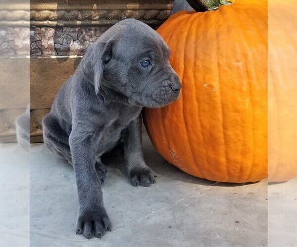 Medium Photo #3 Cane Corso Puppy For Sale in FORKSVILLE, PA, USA