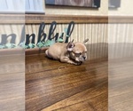 Small Photo #2 French Bulldog Puppy For Sale in COCHRAN, GA, USA