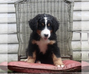 Bernese Mountain Dog Puppy for sale in FREDERICKSBURG, OH, USA