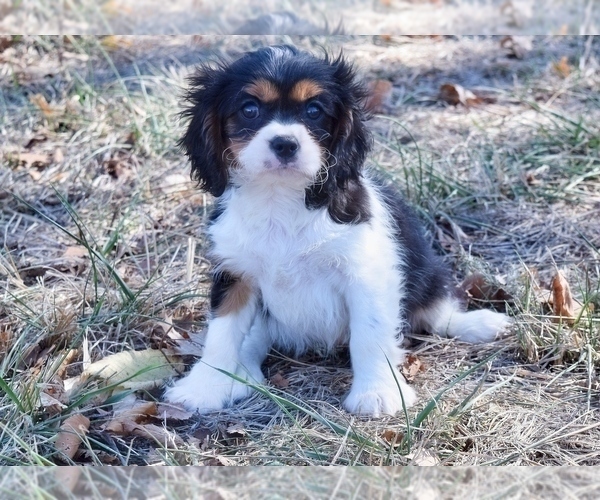 Medium Photo #3 Cavalier King Charles Spaniel Puppy For Sale in BARNESVILLE, KS, USA