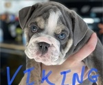 Small Photo #6 English Bulldog Puppy For Sale in BUCKEYE, AZ, USA