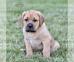Cane Corso Puppy for sale in LANCASTER, PA, USA