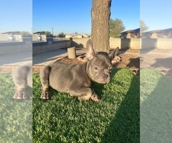 Medium Photo #11 French Bulldog Puppy For Sale in CORPUS CHRISTI, TX, USA