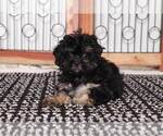 Small Photo #3 ShihPoo Puppy For Sale in NAPLES, FL, USA